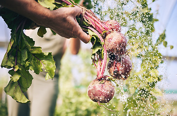 Image showing Hand, vegetables and radish, water drops with farming and sustainability, harvest and agro business. Closeup, agriculture and farmer person cleaning product with nutrition, wellness and hygiene