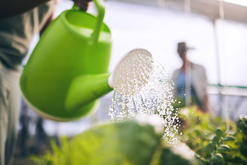 Image showing Water plants, drops and agriculture with sustainability and health, greenhouse and wellness with agro business. Leaves, healthy and clean, eco friendly and leaves with farming, industry and growth