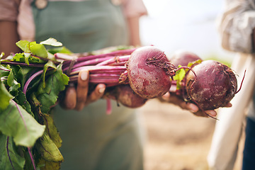 Image showing Radish, vegetables and farming, sustainability and closeup with harvest and agro business. Food, agriculture and gardening, farmer person with fresh product or produce with nutrition and wellness