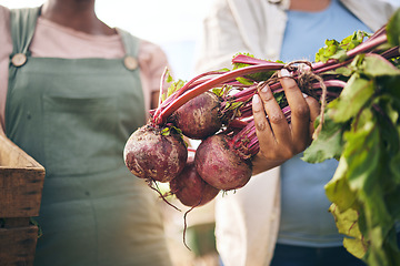 Image showing Farming, hands and beetroot harvest with box, leaves and team at agro job, product and supply chain. People together, agriculture and organic crops for sustainability, inspection or eco friendly farm