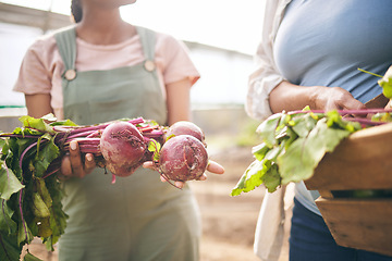 Image showing Women, hands and beetroot harvest with box, leaves or team at agro job, product or food supply chain. People together, farming and organic crops for sustainability, inspection or eco friendly garden