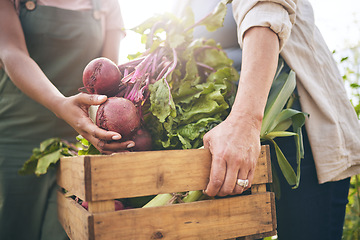 Image showing Women, hands and beetroot harvest with help, box and teamwork at agro job, product or food supply chain. People together, farming and organic crops for sustainability, check and eco friendly garden