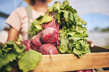 Image showing Farming, woman hands and beetroot harvest for box, leaves or food at agro job, product or supply chain. Person, agriculture and organic crops in crate for sustainability, plants and eco friendly farm