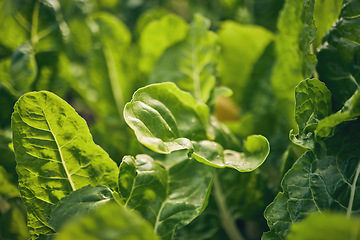 Image showing Spinach, vegetable and leaves, agriculture and green harvest, sustainable and agro business. Closeup, farming and fresh product or produce with food, nutrition and wellness, eco friendly and nature