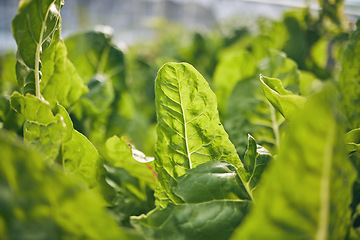 Image showing Spinach closeup, vegetable and leaves, agriculture and green harvest, sustainable and agro business. Greenhouse, farming and fresh product with food, nutrition and wellness, eco friendly and nature