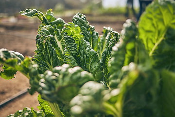 Image showing Spinach, vegetable and green, agriculture and sustainability with harvest and agro business. Closeup, farming and fresh product or produce with food, nutrition and wellness, eco friendly and nature