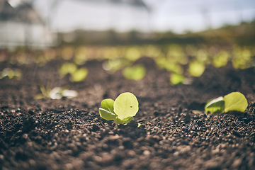 Image showing Soil, leaves and agriculture, growth and ecology closeup, sustainability and agro business. Development, farming industry and green plants, fertilizer and Earth with future, environment and garden