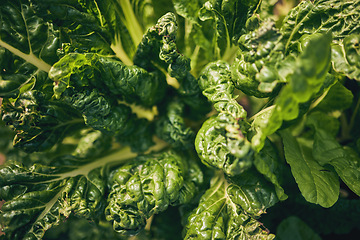 Image showing Spinach, vegetable and leaves, agriculture and sustainability with green harvest and agro. Closeup, farming and fresh product or produce with food, nutrition and wellness, eco friendly and nature