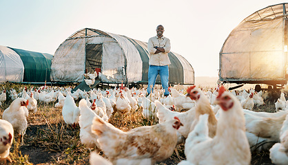 Image showing Chicken, farmer and portrait of black man doing agriculture on sustainable or organic poultry farm or field at sunrise. Animal, eggs and worker happy with outdoor livestock production by countryside