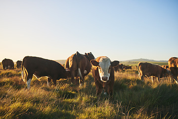 Image showing Cows, portrait and farm for dairy agriculture, meat and beef industry in countryside field, land and South Africa. Hereford cattle, animals or group of livestock in grass environment for agribusiness