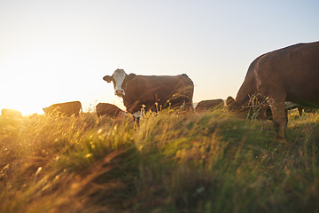 Image showing Cows, sunset and farm for dairy agriculture, meat and beef industry in countryside field, land and South Africa. Hereford cattle, animals or group of livestock in grass environment for agribusiness