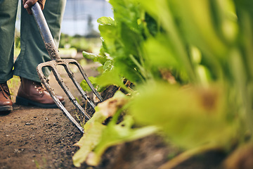 Image showing Pitchfork, farming and hands for plants, outdoor and dirt for vegetable growth, irrigation or development on ground. Farmer, agriculture and tools for gardening, cleaning or job for sustainable earth