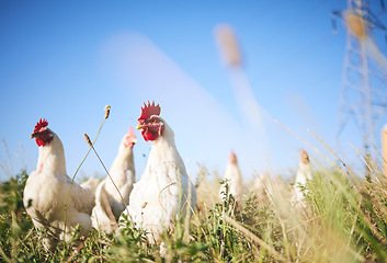 Image showing Field, farming and chickens in grass with blue sky in green countryside, free range agriculture and sunshine. Poultry farm, sustainability and freedom, birds in nature and animals with natural growth