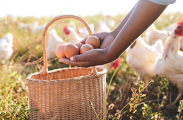 Image showing Farm, hands and eggs in basket, outdoor and chicken flock in field, organic product or sustainable care for livestock. Poultry farmer, grass and land for birds in closeup, countryside or agriculture