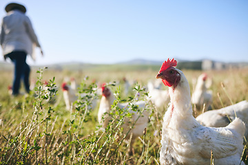 Image showing Nature, chickens in field and farmer walking with blue sky in green countryside, free range agriculture and sunshine. Poultry farm, sustainability and freedom, woman and birds in grass with animals.