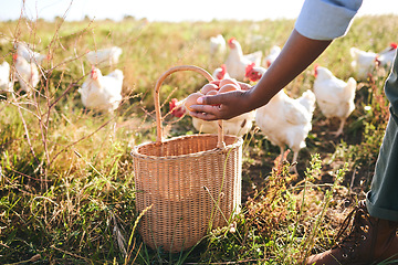 Image showing Farming, hand and eggs in basket, chicken flock or outdoor in field, organic product or sustainable care for livestock. Poultry farmer, grass and land for birds in nature, countryside or agriculture