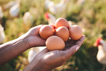 Image showing Eggs, farmer and hands in agriculture at sustainability farm or free range product for protein diet in nature. Food, health and person with organic nutrition from livestock on field in countryside