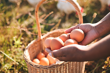 Image showing Farming, hands and eggs in basket, closeup or chicken flock in field, organic product or sustainable care for livestock. Poultry farmer, grass and land for birds in nature, countryside or agriculture