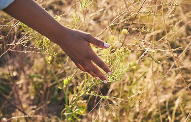 Image showing Hand, nature and plants on a farm with freedom in the countryside outdoor to relax. Sustainability, farmer and calm person with grass, adventure and eco journey in a agriculture field by a bush