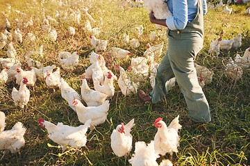 Image showing Chicken farmer, person walking and field with flock, outdoor and organic product with sustainable care for livestock. Poultry expert, grass and land for birds in nature, countryside and agriculture