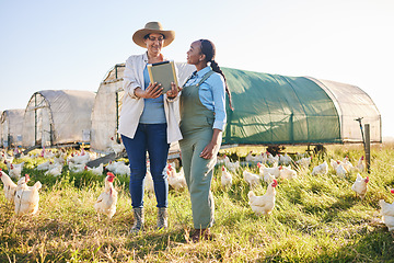 Image showing Farm, chicken and women on tablet in field, countryside and nature for small business, growth and ecology. Agriculture, sustainable farming and farmer on digital tech for poultry production inventory