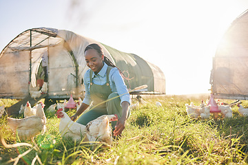 Image showing Farm management, black woman and chicken on agriculture on a eco friendly and sustainable with livestock. Countryside, field and agro farmer with smile from farming, animal care and working in nature