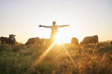 Image showing Sunrise, cows and woman on farm with open arms for freedom, adventure and excited for agriculture. Sustainable farming, morning and back of farmer with cattle, livestock and animals in countryside