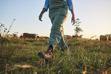 Image showing Feet, grass and farmer walking on a field of a livestock farm for sustainable agriculture in the outdoor morning sunrise. Eco, legs and person ready for agro or organic harvest in nature countryside