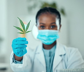 Image showing Marijuana leaf, portrait black woman and scientist show plant for organic medicine, healthcare or natural drugs. Lab presentation, 420 CBD and African person with cannabis, weed or hemp production