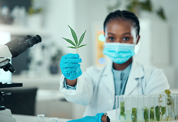 Image showing Cannabis leaf, portrait black woman and scientist study plant for healthy organic medicine, healthcare or natural drugs. Laboratory, 420 CBD or science person research marijuana, weed or herbs sample