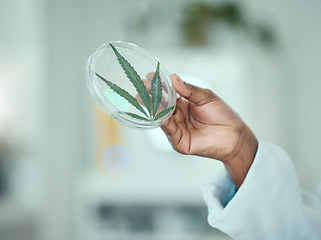 Image showing Marijuana, petri dish and hand of science person study plant, leaf of THC product for natural drugs development. Lab sample test, 420 CBD and closeup scientist investigation of cannabis, weed or hemp