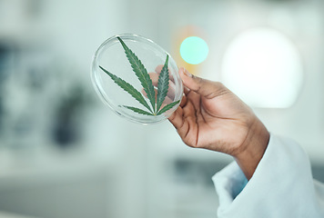 Image showing Cannabis leaf, petri dish and hand of science person research plant, biotechnology herb or natural THC medicine. Lab sample test, CBD and closeup scientist studying of medical marijuana, weed or hemp