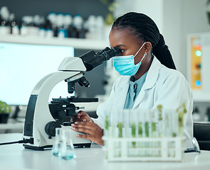 Image showing Microscope, pharmaceutical and female scientist with face mask for virus analysis in a lab. Professional, science and African woman researcher working on medical research with biotechnology equipment