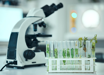 Image showing Plant, test tube and laboratory science study of biotechnology, pharmaceutical product or natural drugs innovation. Agro lab analysis, botany investigation and clinic research sample of organic herbs