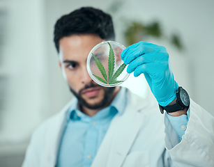 Image showing Cannabis leaf, science man and analysis of petri dish plant, biotechnology hemp or natural CBD product. Lab sample test, 420 investigation and male scientist focus on medical marijuana, weed or hemp