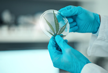 Image showing Cannabis leaf, science person and hands with petri dish plant, studying hemp and analysis of natural CBD. Laboratory sample, THC investigation or closeup scientist research marijuana for clinic trial