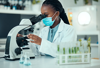 Image showing Microscope, black woman and laboratory plant, science study and analysis of natural pharmaceutical, drugs or biotechnology. Botany lab, research or female scientist check organic biochemistry sample