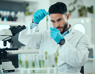 Image showing Science, plants and man with test tube in laboratory, research and nature engineering at microscope. Biotechnology, botany study and leaves in glass, scientist or lab technician checking solution.