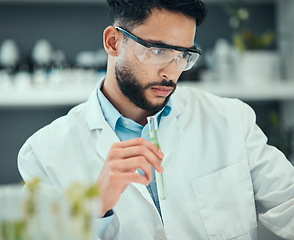 Image showing Science, test tube plant and man research natural product, biotechnology or botany drugs innovation. Lab investigation, pharmacy trial process and male scientist inspection of organic biochemistry