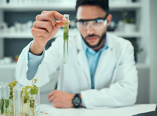 Image showing Science laboratory, test tube plant and man focus on biotechnology progress, study or botany research. Natural medicine development, clinical trial and male scientist inspection of chemical solution