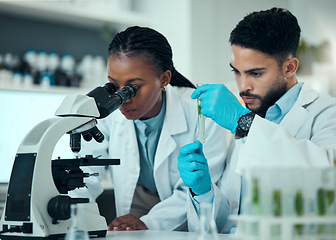 Image showing Science team, test tube plant and microscope analysis of natural product, biotechnology and teamwork on botany development. Lab collaboration, investigation and scientist inspection of organic growth