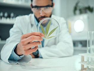 Image showing Hand, marijuana and science with a doctor man in a laboratory for research, innovation or ecology. Cannabis leaf, sustainability and sample with a male scientist working in a lab for cure development