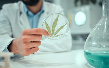 Image showing Hand, marijuana and science with a man in a laboratory for research, innovation or ecology. Cannabis leaf, sustainability and sample with a male doctor or scientist working in a lab for development