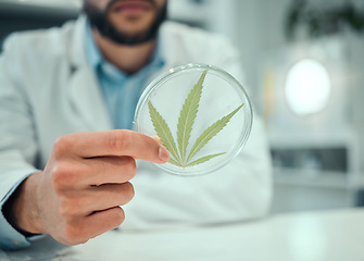 Image showing Hand, cannabis and science with a doctor man in a laboratory for research, innovation or ecology. Marijuana leaf, sustainability and sample with a male scientist working in a lab for cure development