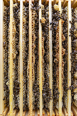 Image showing Frame with a wax honeycomb of honey with bees