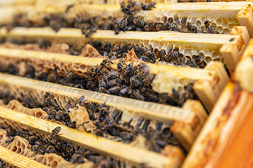 Image showing Close up view of the opened hive