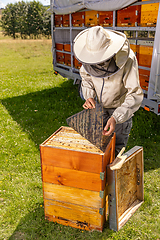 Image showing Apiarist checking the hives