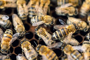 Image showing Hardworking bees on honeycomb