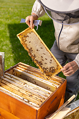 Image showing Honeycomb frame with bees