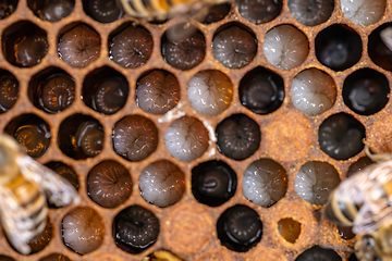 Image showing Bee larvae in a brood hive.